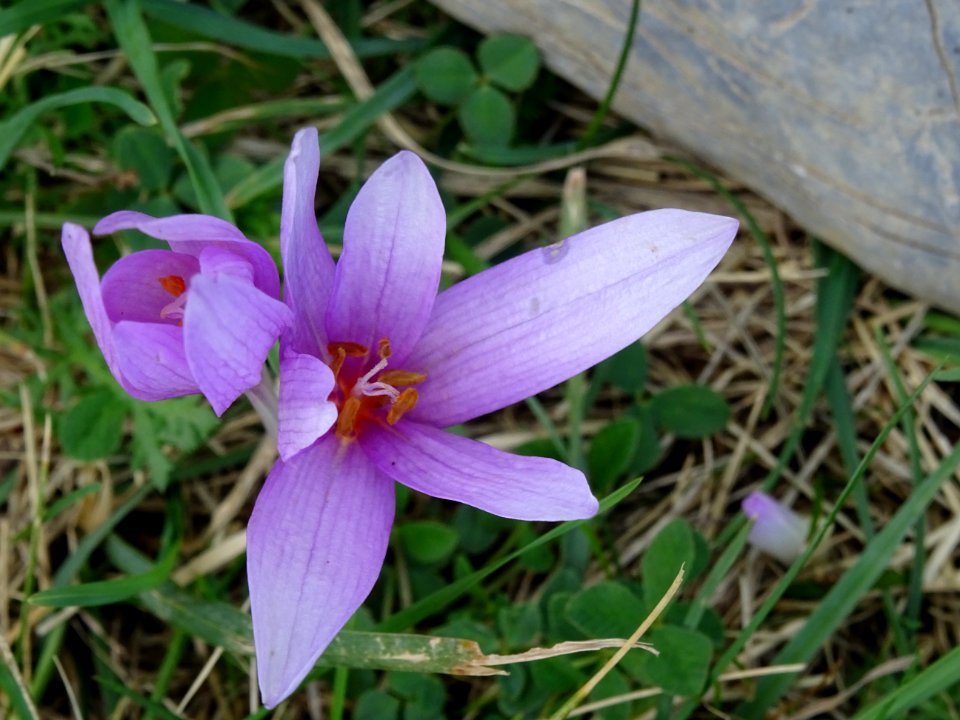 Crocus d'automne, sp ?, Iridacées 