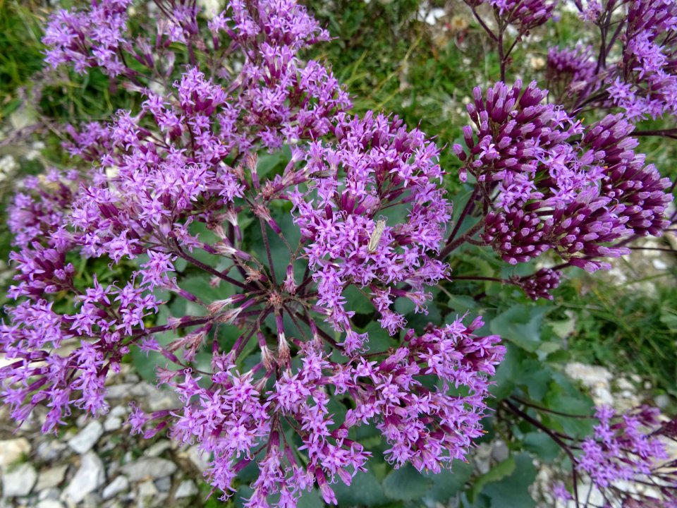 Adénostyle des Alpes, Adenostyles alpina, Astéracées 