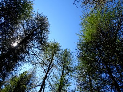 Soleil et mélèzes 