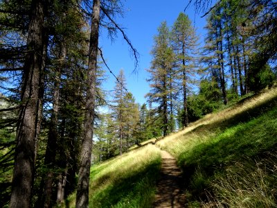 Le sentier entre chaume et mélèzes 