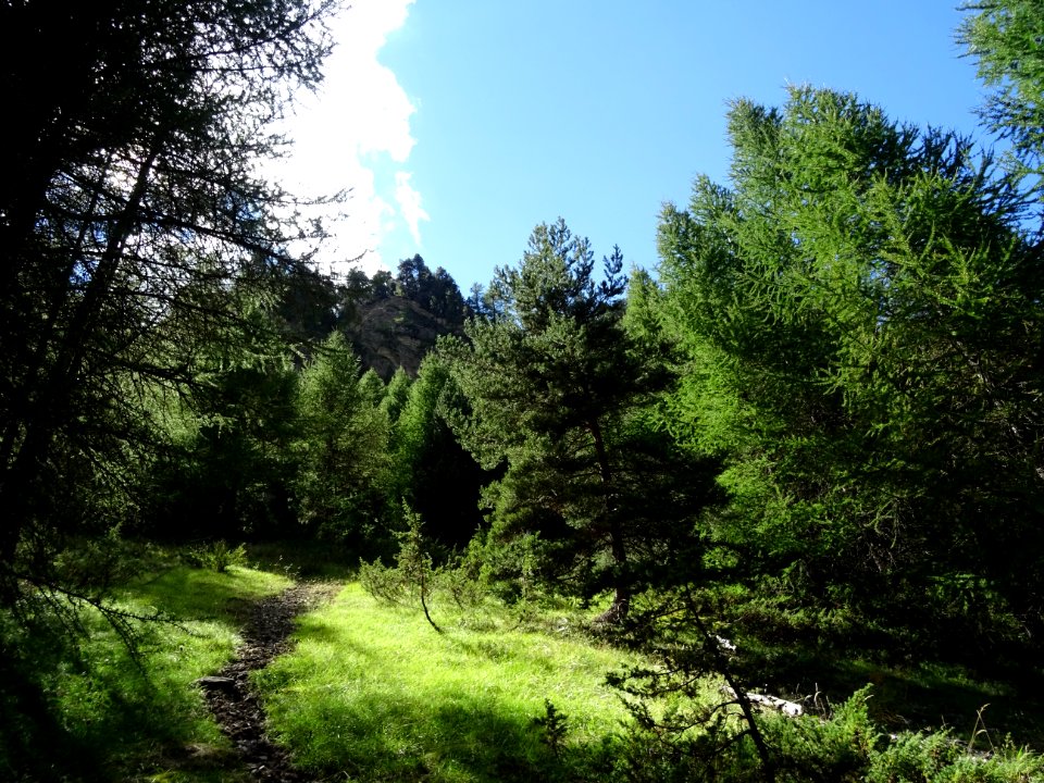 Lumière dans les mélèzes 