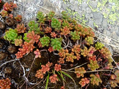 L'Orpin âcre, Sedum acre, Crassulacées 