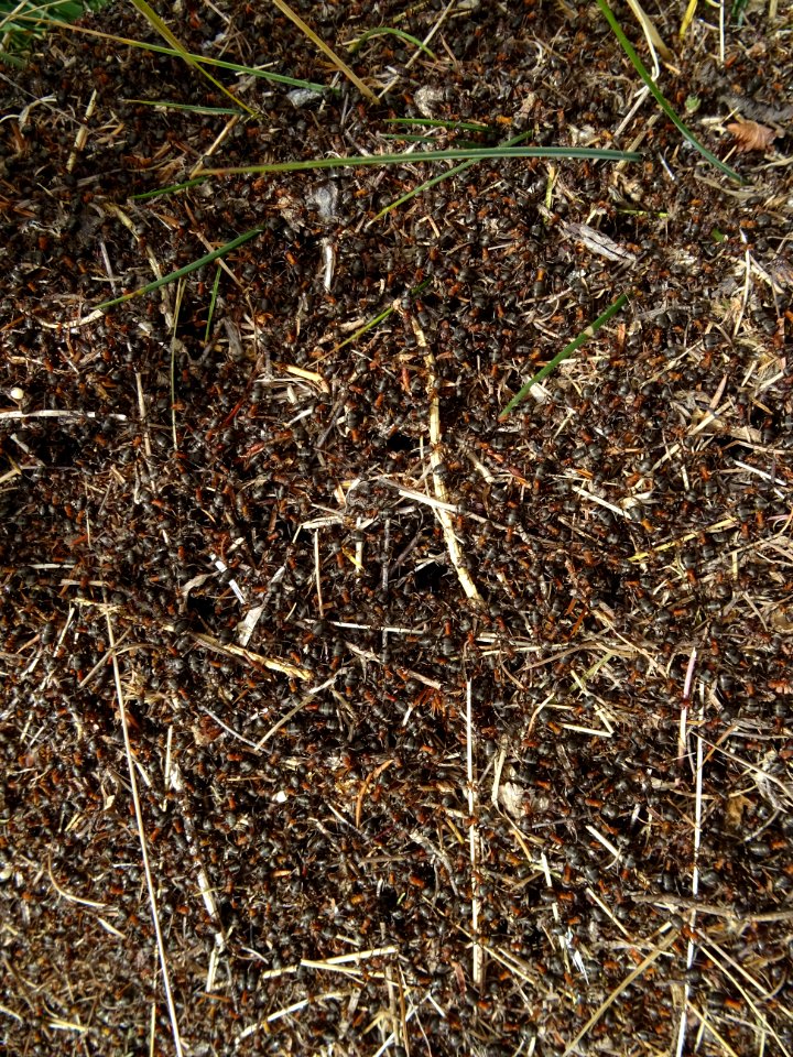 Une fourmilière avec des milliers de fourmis ! 
