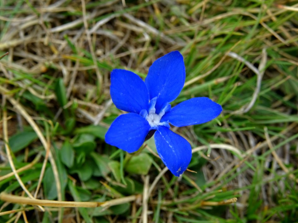 Gentiane de printemps bleue, Gentiana verna, Gentianacées 