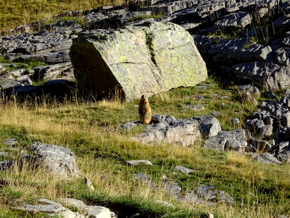 Une marmotte en vigilance accrue 