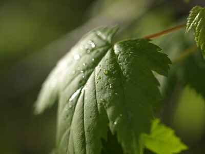 Leaf green maple photo