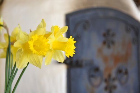 Furnace flower daffodil bouquet photo