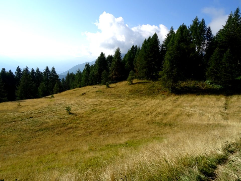 Chaume et mélèzes en montant à la Tête des Raisins 