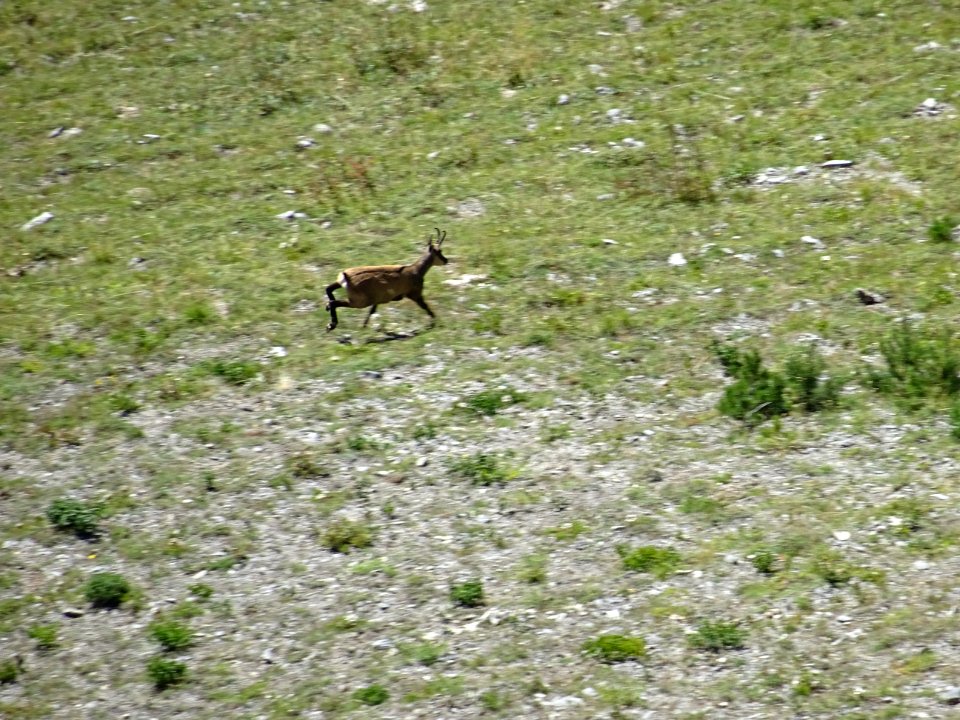 Un chamois s'enfuit, dérangé par le bruit des pierres dans… 