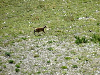 Un chamois s'enfuit, dérangé par le bruit des pierres dans… 