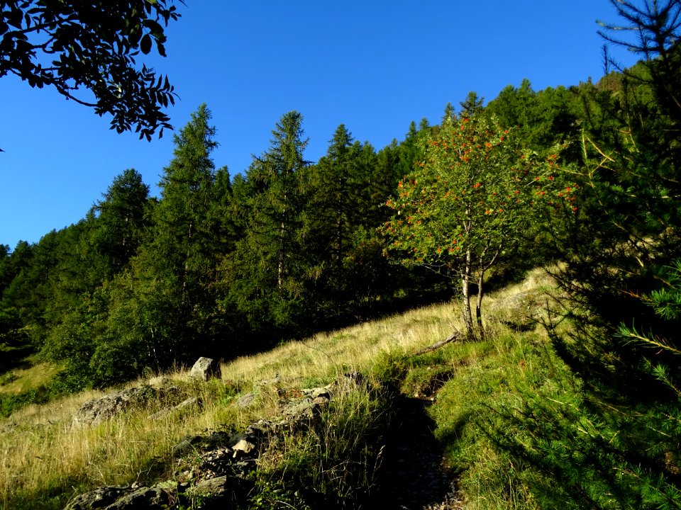 Mélèzes et Sorbier des oiseleurs 