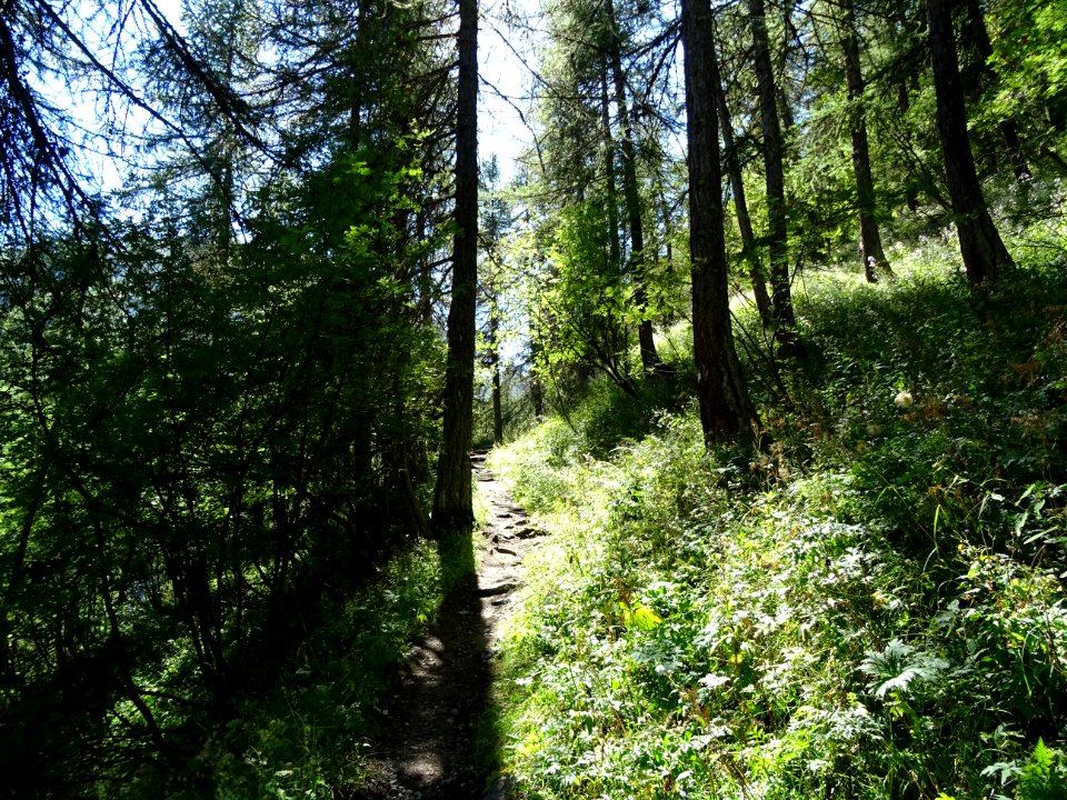 A l'ombre des mélèzes 