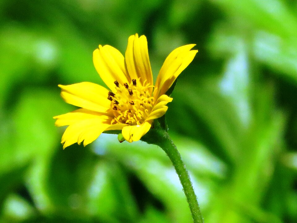 Leaf bloom spring photo