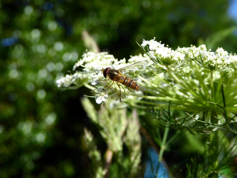 Flowers wing macro