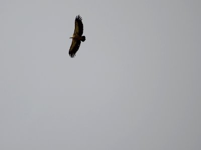 Vautour fauve en plein vol 