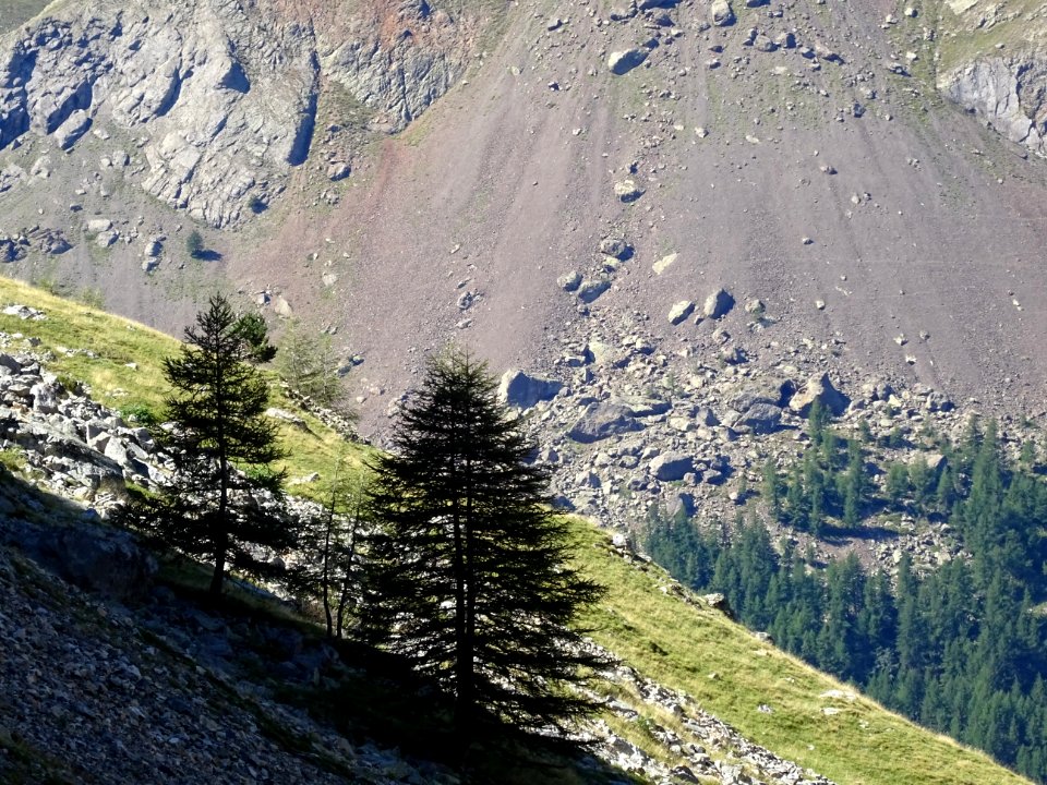 Les silhouettes des mélèzes encore à l'ombre 