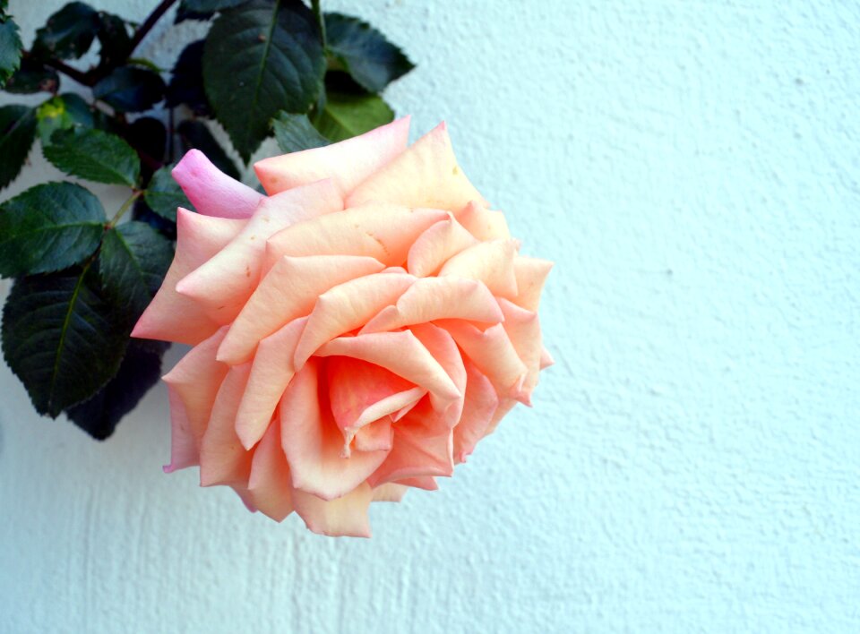 Bloom blossom bloom
