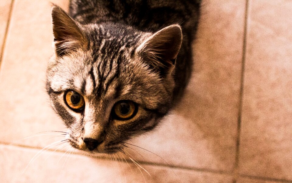 Mammal cat animal