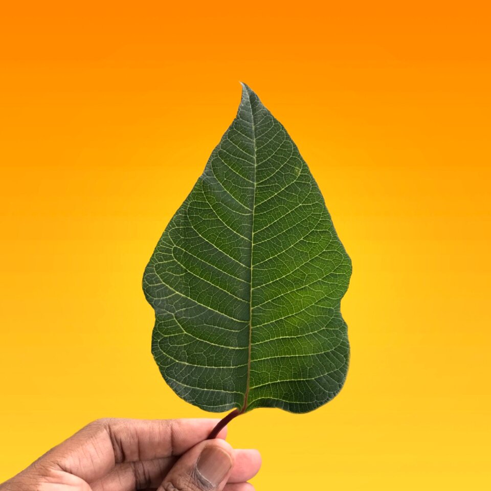 Plant orange plant orange leaf