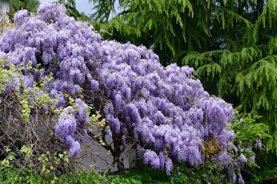 Purple blue rain bloom