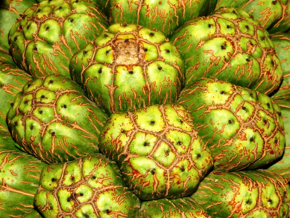 Fruit food healthy