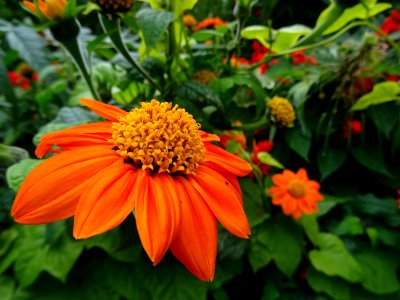 Fleur ..., square Desnouettes, 15e arr., Paris 