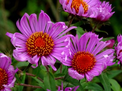 Fleurs ..., dans le square Carlo Sarrabezolles, 15e arr., … 