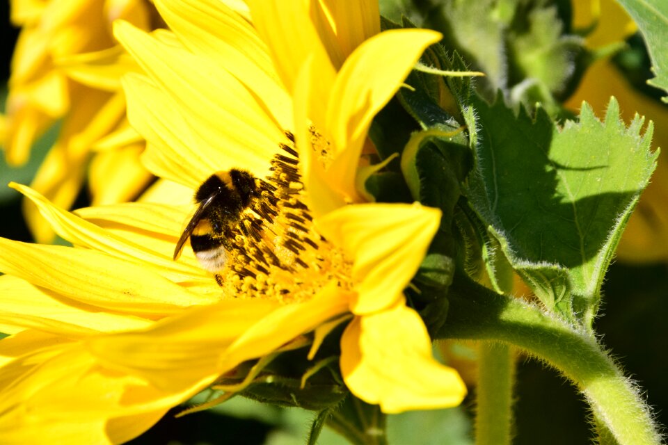 Bloom summer close up