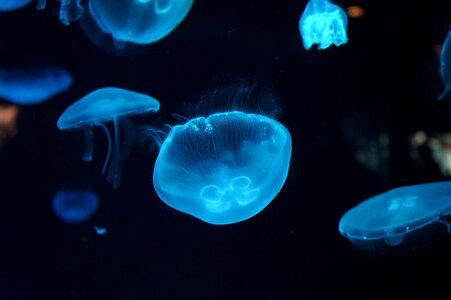 Jellyfish aquarium sea photo