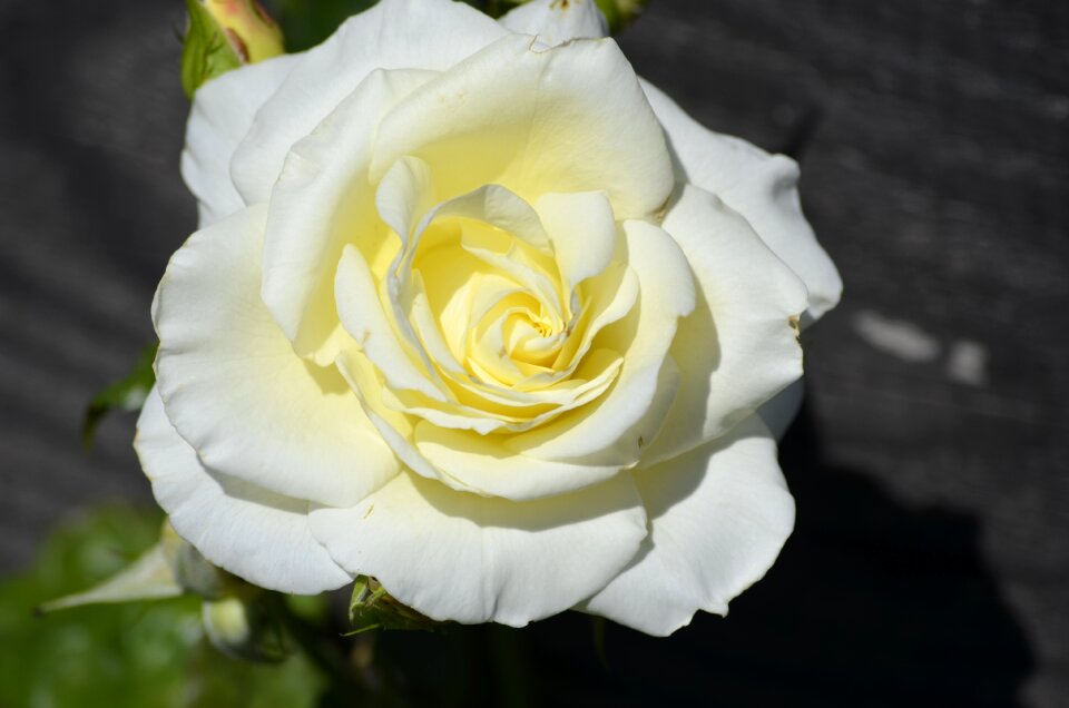 Bloom flower nature