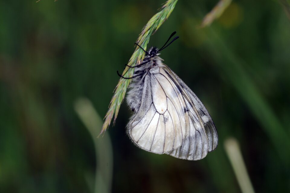 Liar apollo butterfly