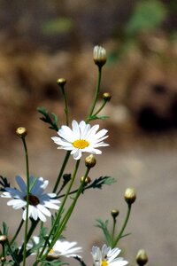 White spring nature