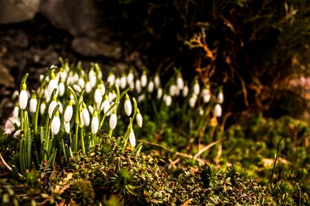 Flower green moss