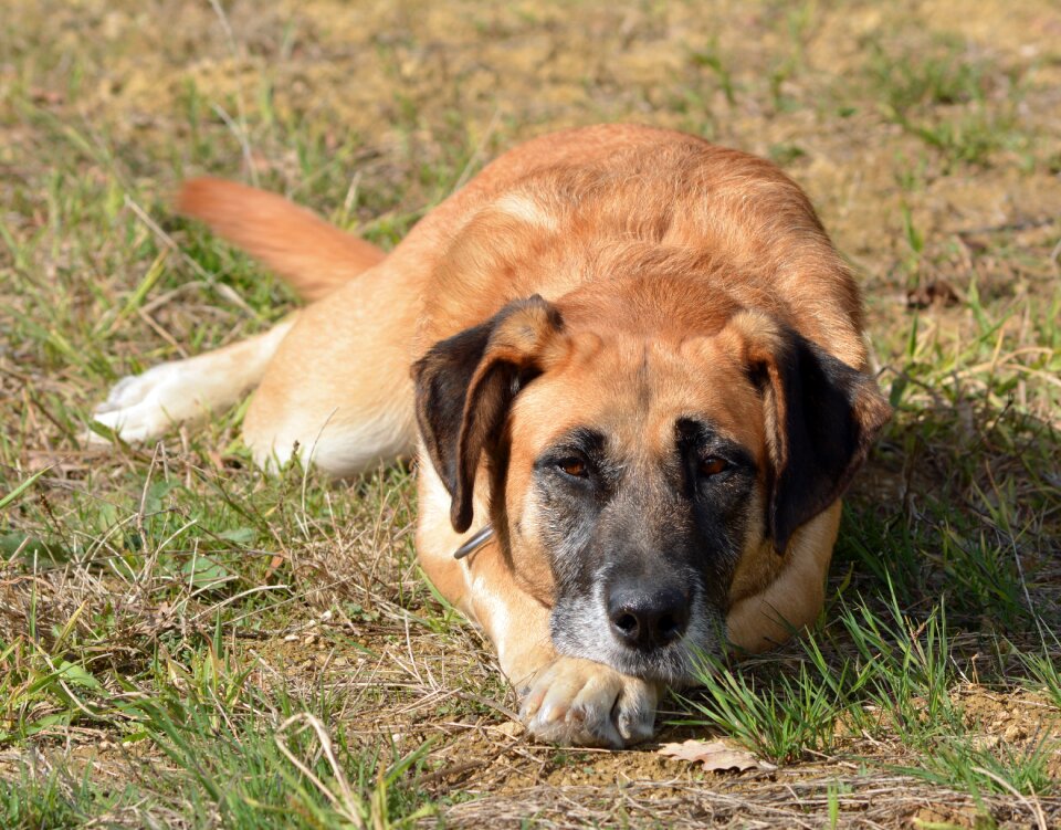 Portrait big dog pet dog