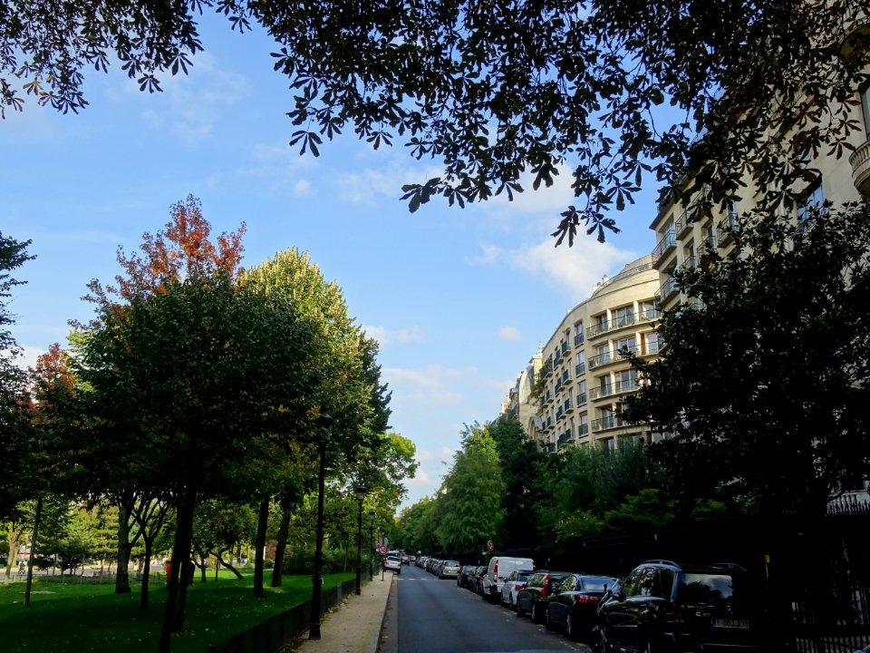 Arbres et verdure, avenue Foch, 16e arr., Paris 