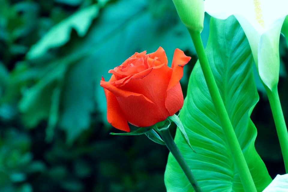 Red rose petals nature