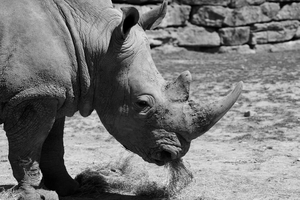Africa wild animal wrinkles