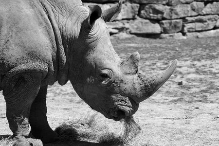 Africa wild animal wrinkles