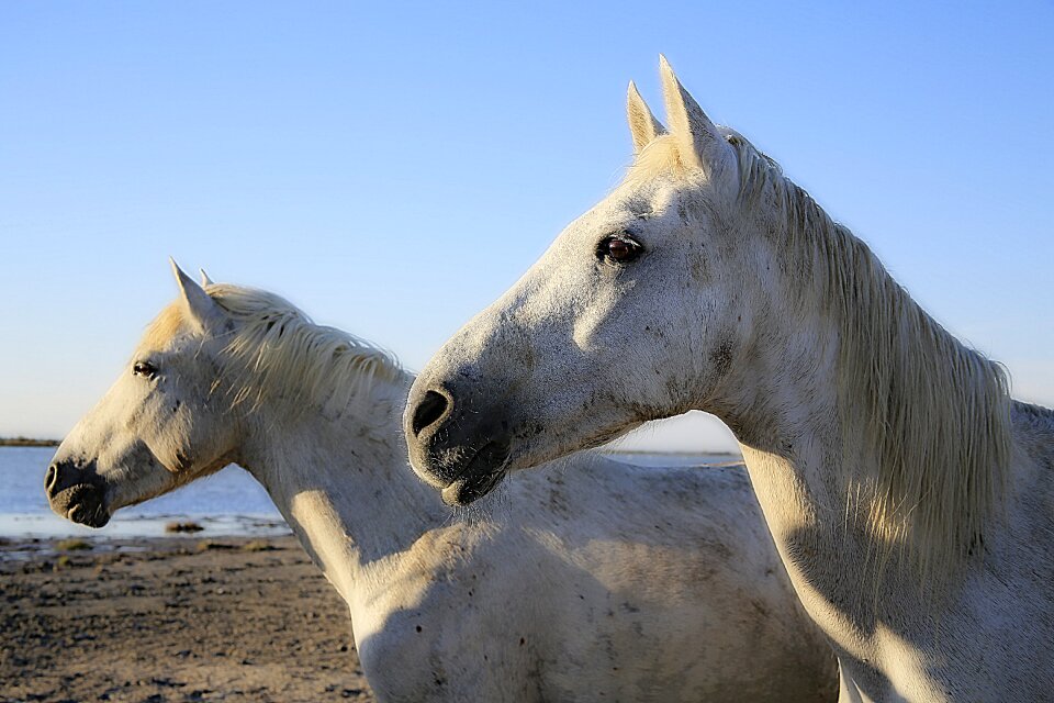 Mane horsehair white horse
