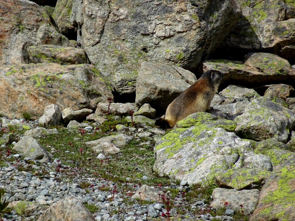 Une marmotte fière qui me tourne le dos 