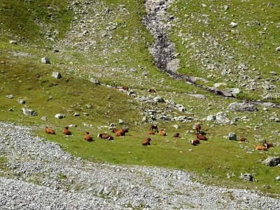 De belles vaches à la sieste 