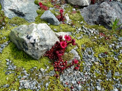 Joubarbe à toile d'araignée, Sempervivum arachnoideum, Cra… 