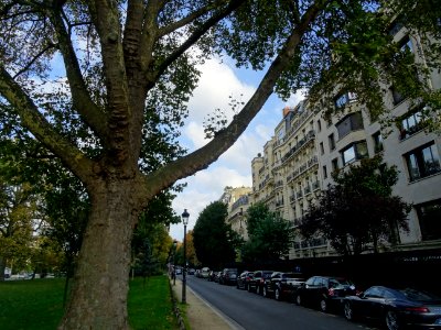 Immeubles et verdure, avenue Foch, 16e arr., Paris 