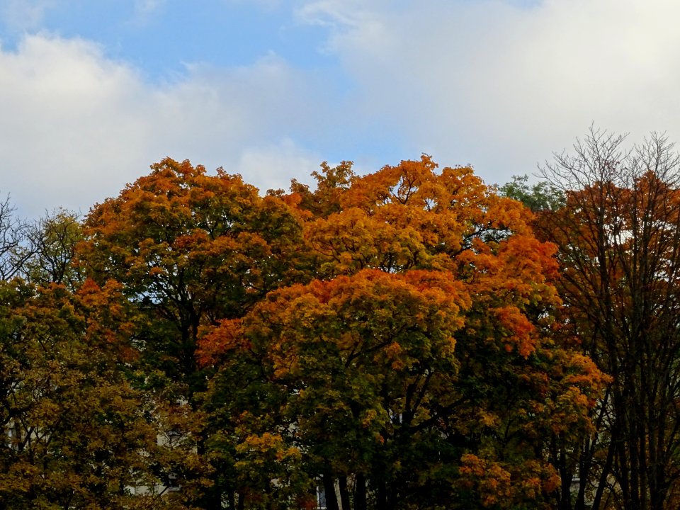 Couleur automnale dans les arbres, Musée National de Céram… 