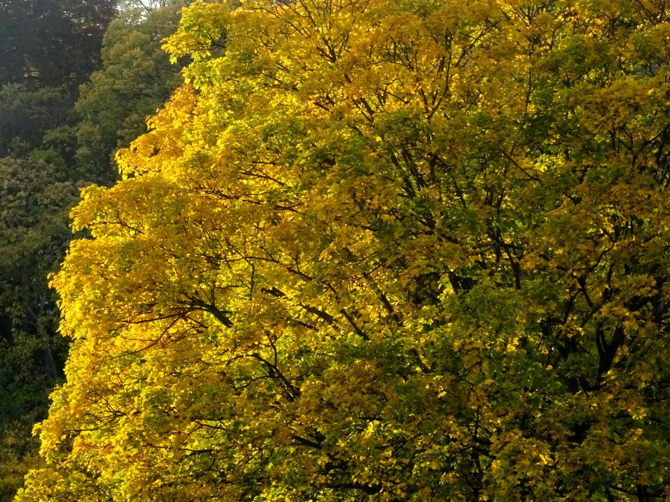 Couleur automnale dans les arbres, Musée National de Céram… 