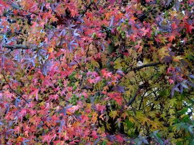 Couleur automnale dans les arbres, Sèvres, Hauts-de-Seine 