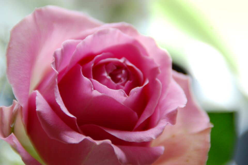 Color roses summer