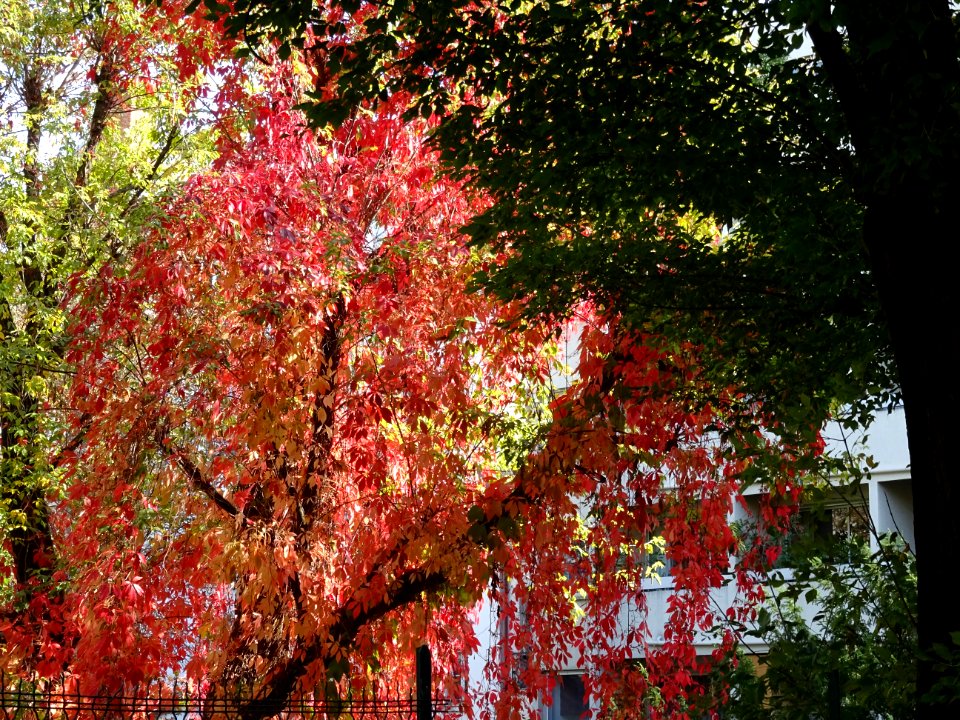Arbre aux couleurs de l'automne, tout au bout de la rue Pi… 