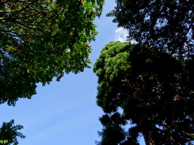 Arbres au bout de la rue Rue Mallet-Stevens, 16e arr., Par… 