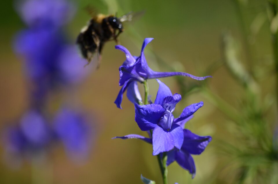 Flower garden plant